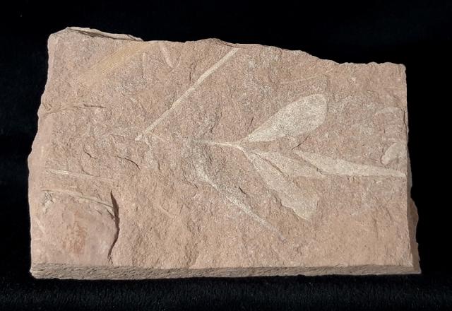 Ginkgoites cf. sibirica (HEER 1876) - Bild &copy; FossNet FossilienStore
